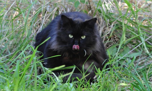 Brutus, Tongue1