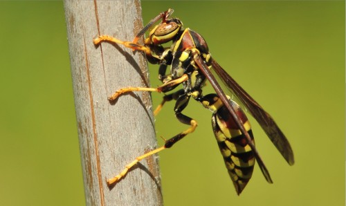 Candace (Polistes exclamans) gathers mache, DSC_1755