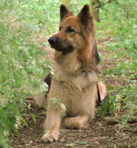 GSD