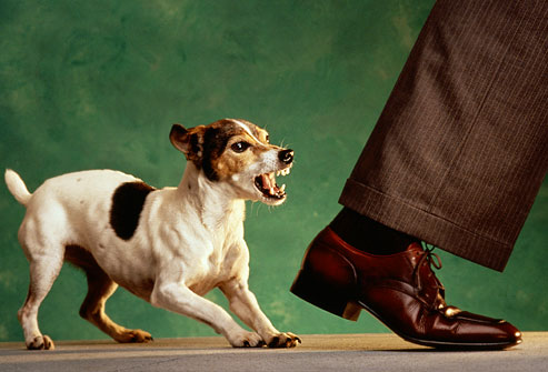 getty_rm_photo_of_dog_biting_mans_ankle