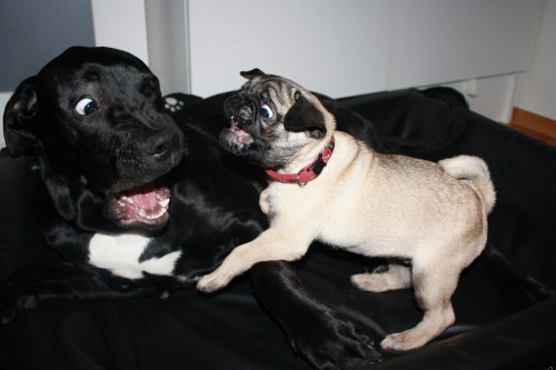 pug-attacking-a-lab-27026-1318432758-4